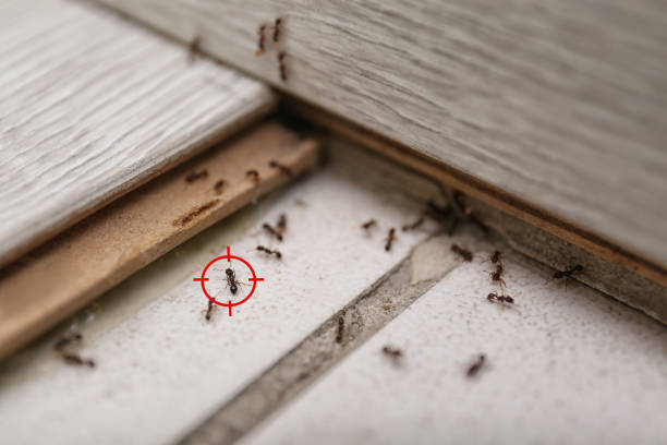 Best Best Pest Control Companies  in Hermantown, MN