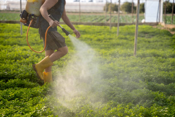 Wasp Removal Services in Hermantown, MN