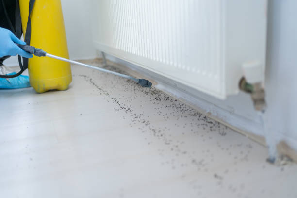Best Emergency Pest Control  in Hermantown, MN