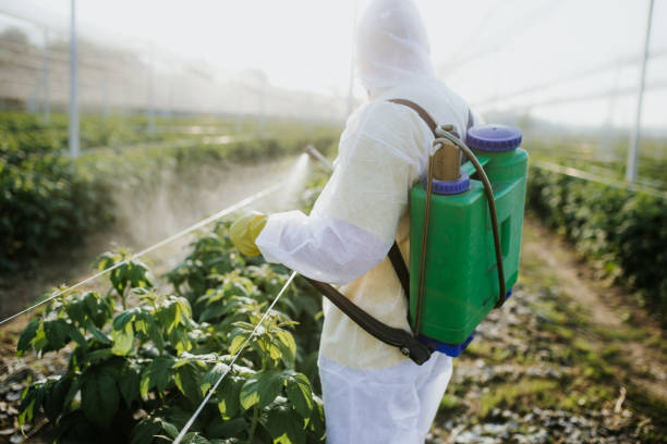 Wasp Removal Services in Hermantown, MN